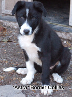 Black and white - smooth coated, Border collie puppy